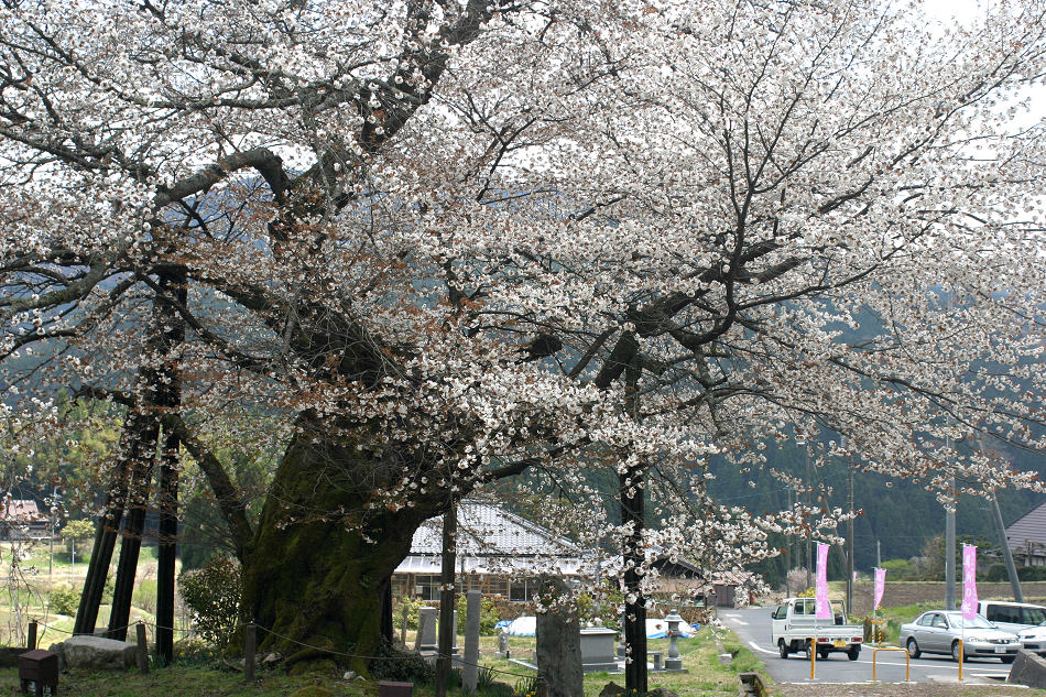 尾所の桜まつり2014 岡山県津山市阿波