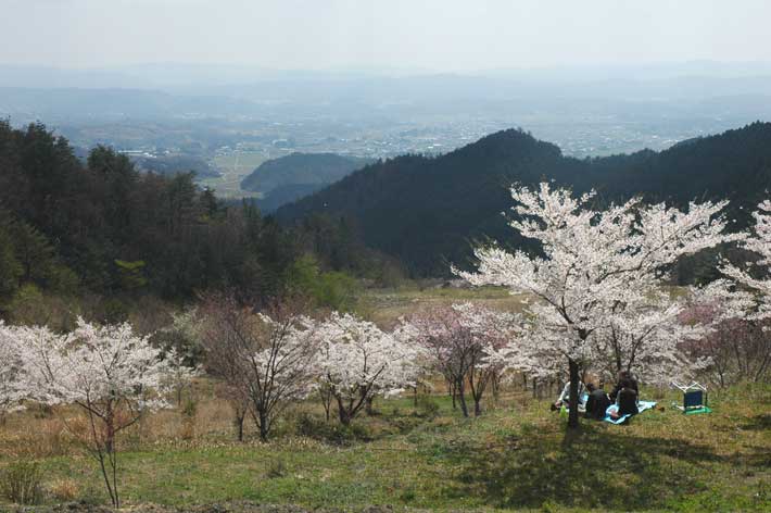 ウッドパーク声ヶ乢桜まつり2014 花の名所 岡山県津山市