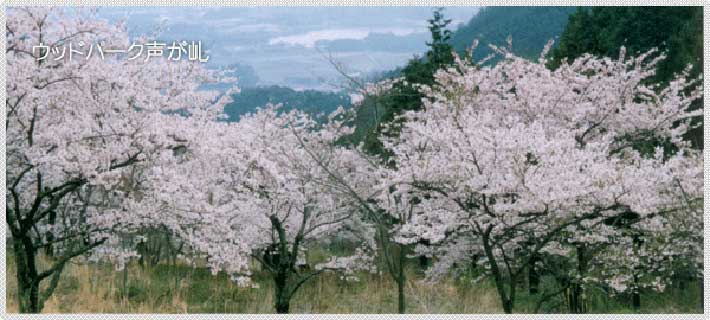 ウッドパーク声ヶ乢桜まつり 花の名所 岡山県津山市